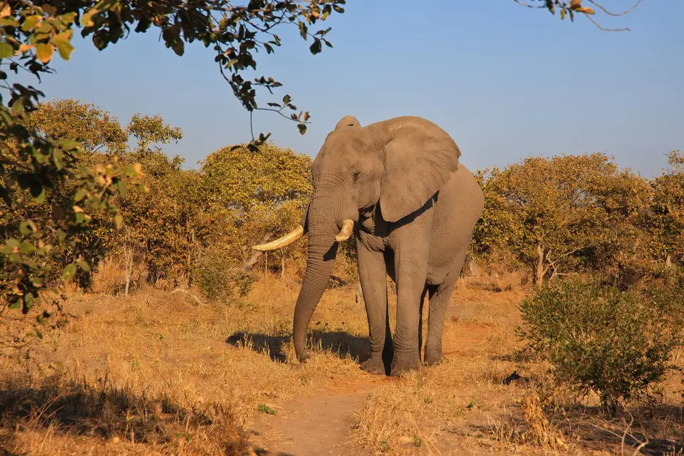 Botswana_ChobeNP_Savuti_031.jpg