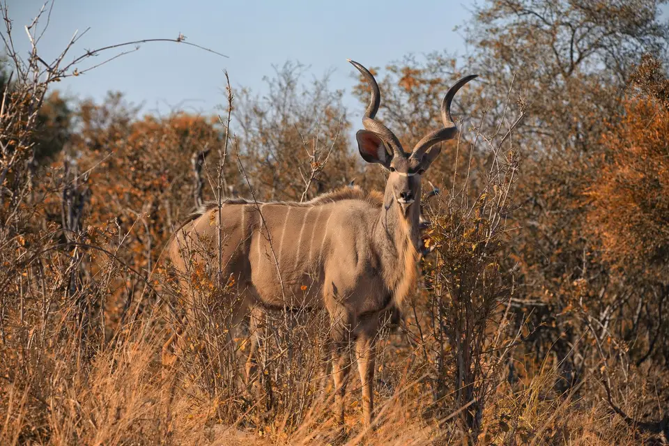 Botswana_ChobeNP_Savuti_051.jpg