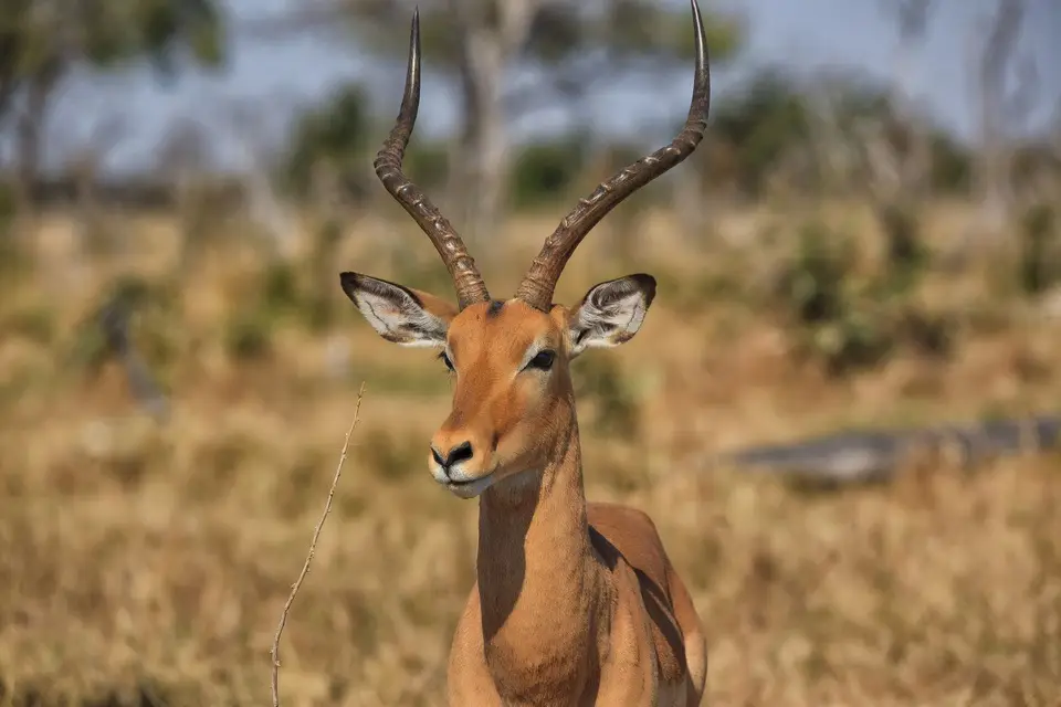 Botswana_ChobeNP_Savuti_067.jpg