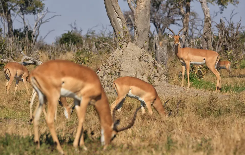 Botswana_ChobeNP_Savuti_068.jpg