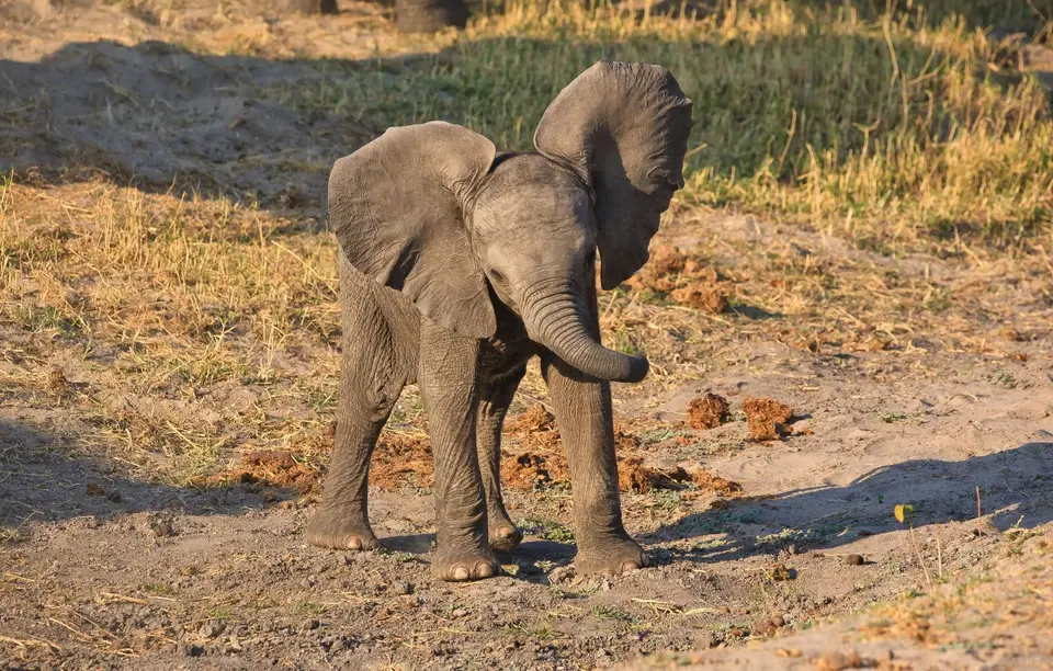 Botswana_ChobeNP_Waterfront_030.jpg