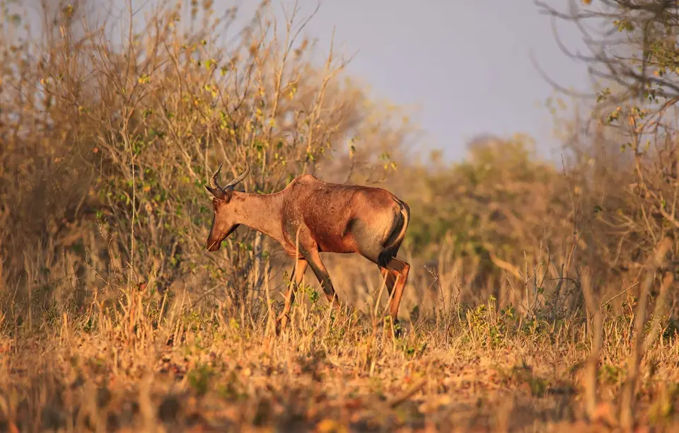 Botswana_ChobeNP_Waterfront_042.jpg