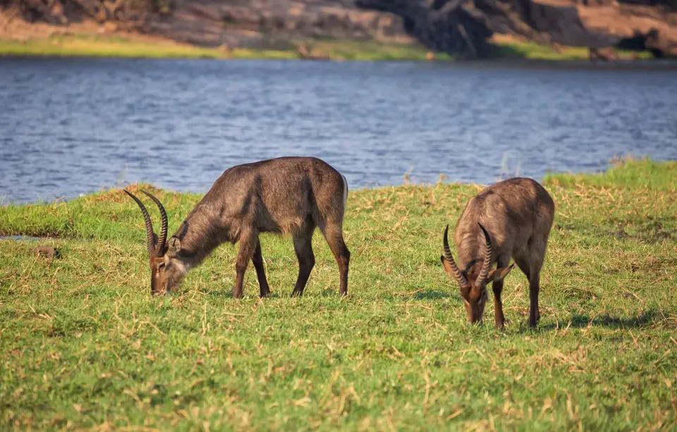 Botswana_ChobeNP_Waterfront_153.jpg
