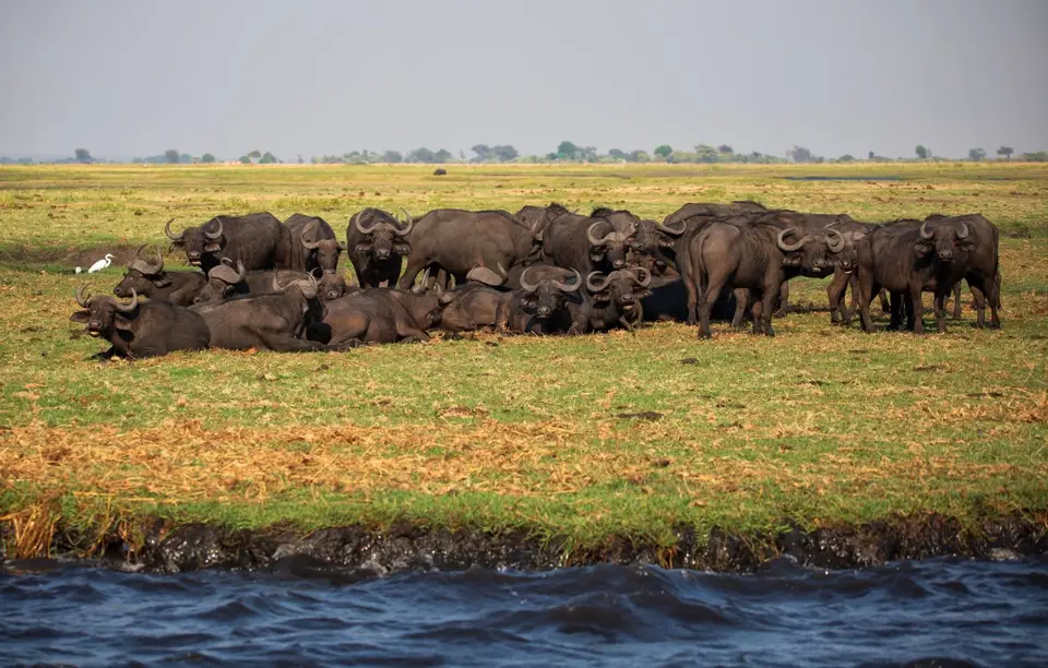 Botswana_ChobeNP_Waterfront_180.jpg