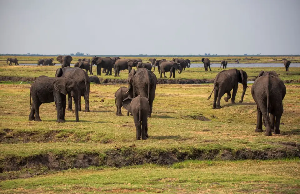 Botswana_ChobeNP_Waterfront_221.jpg