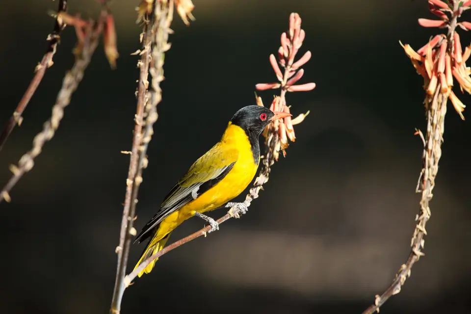 Botswana_Drotzkys_040.jpg