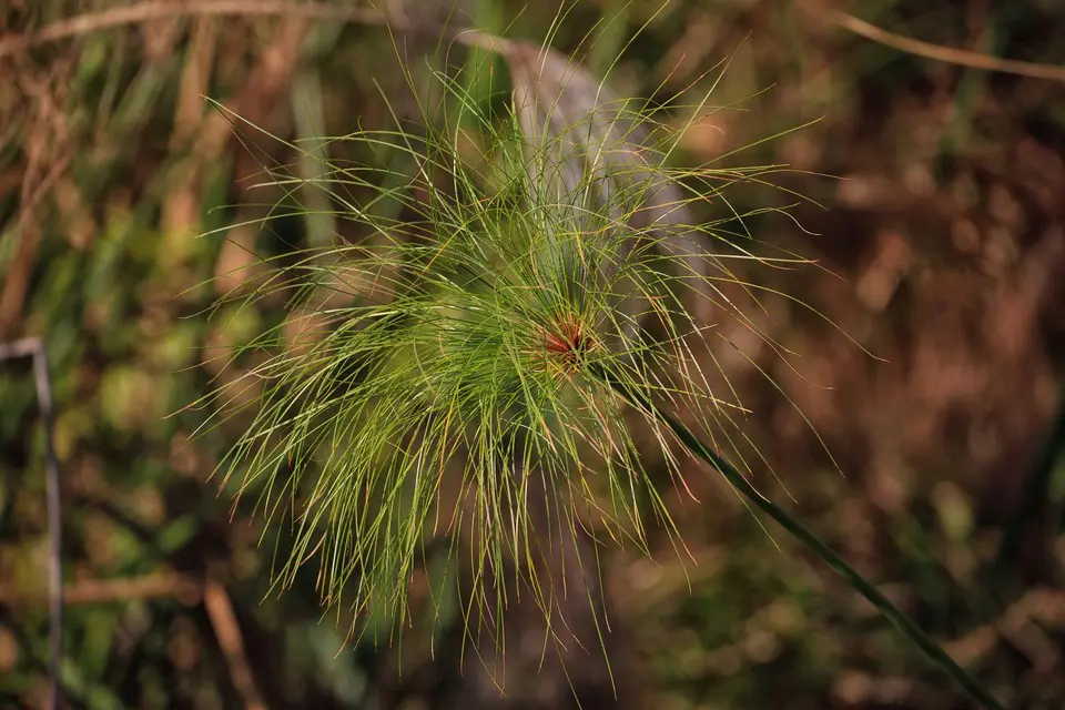 Botswana_Drotzkys_062.jpg