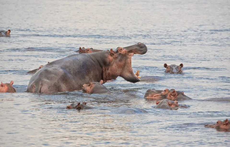 Botswana_Drotzkys_109.jpg