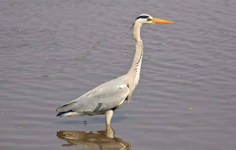 Botswana_Drotzkys_177.jpg