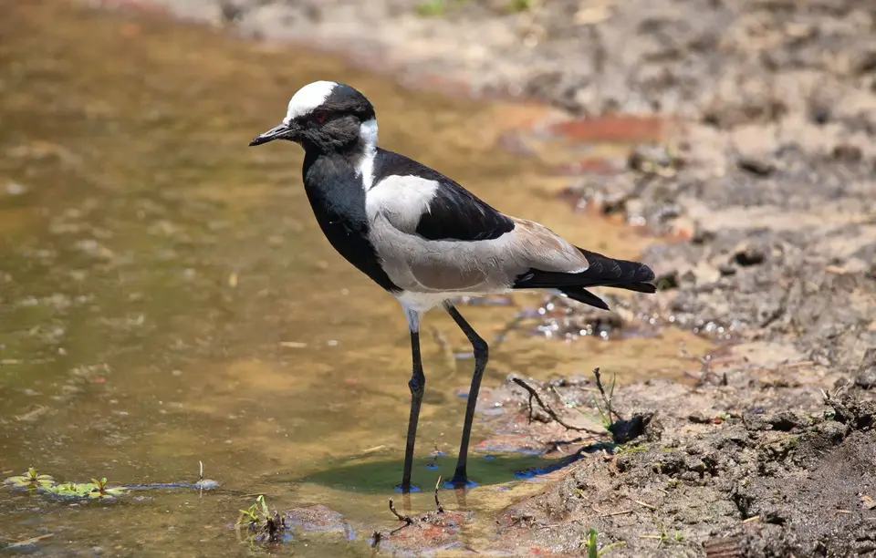 Botswana_Drotzkys_201.jpg