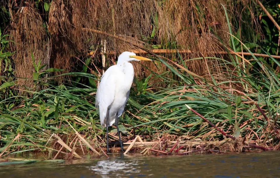 Botswana_Drotzkys_228.jpg