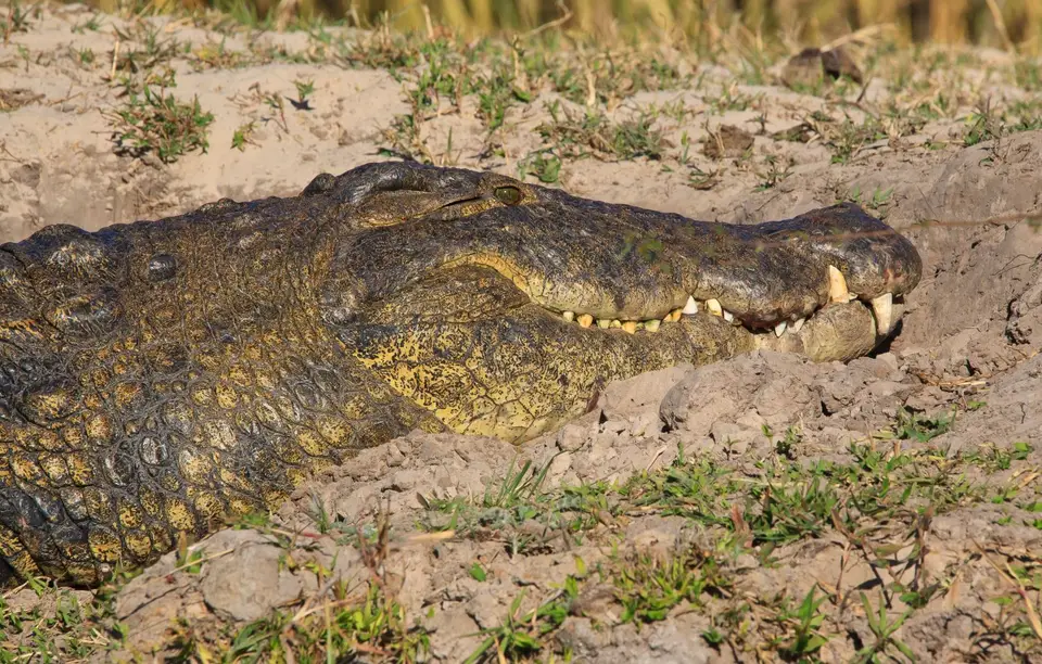 Botswana_Drotzkys_267.jpg