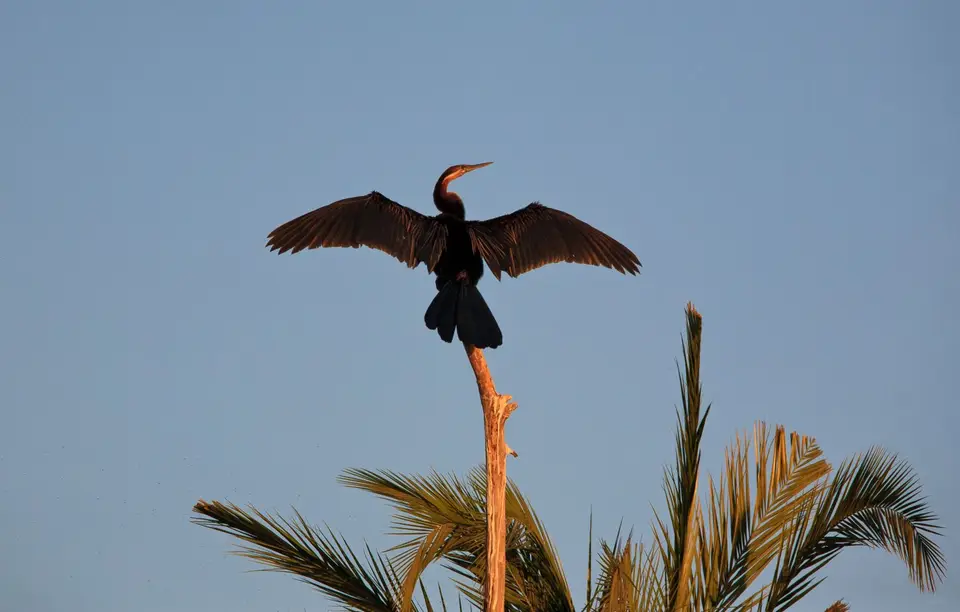 Botswana_Drotzkys_279.jpg