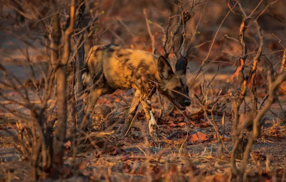 Botswana_Khwai_008.jpg