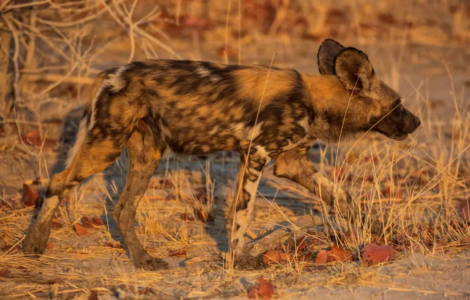 Botswana_Khwai_016.jpg