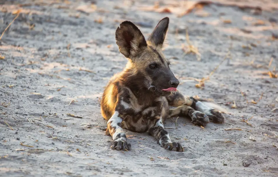 Botswana_Khwai_023.jpg