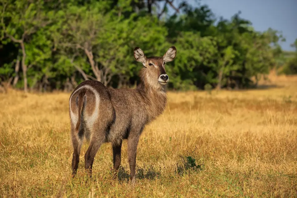 Botswana_Khwai_028.jpg
