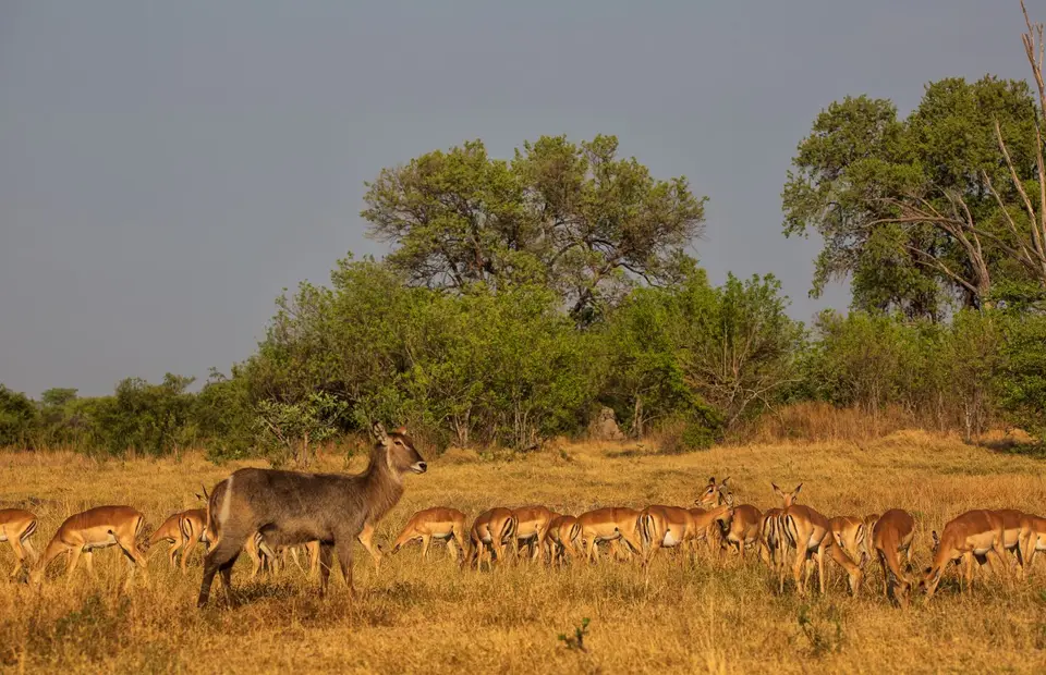 Botswana_Khwai_029.jpg