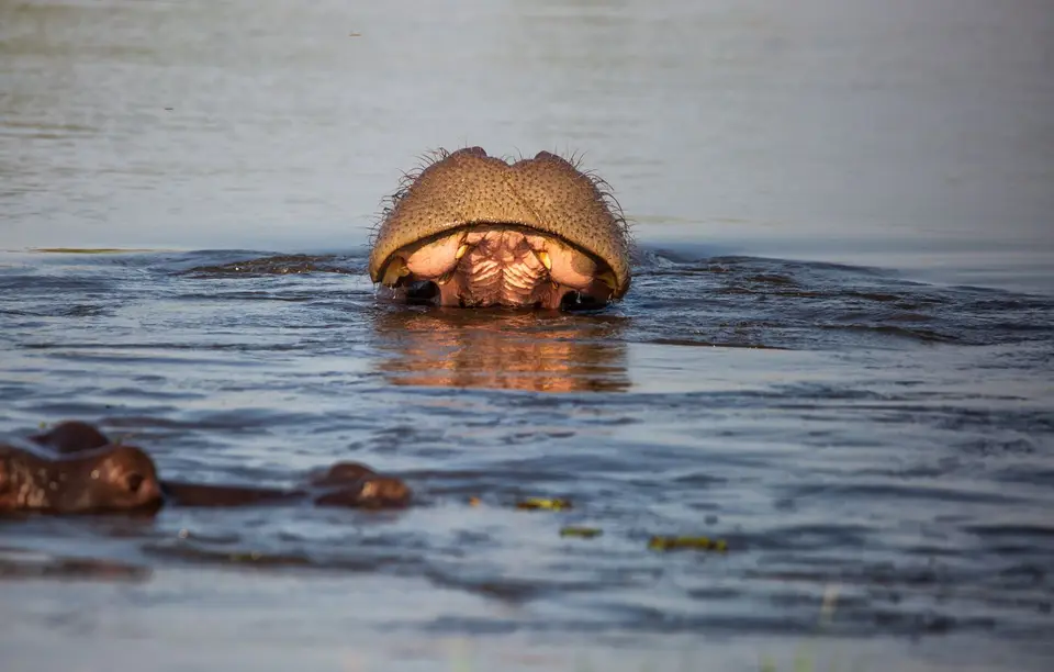 Botswana_Khwai_035.jpg