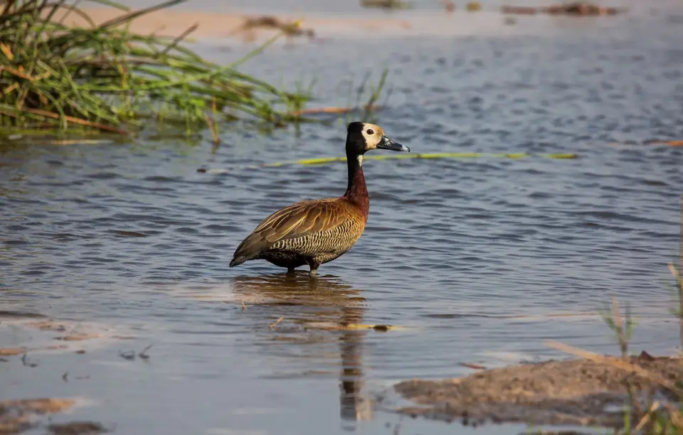 Botswana_Khwai_059.jpg