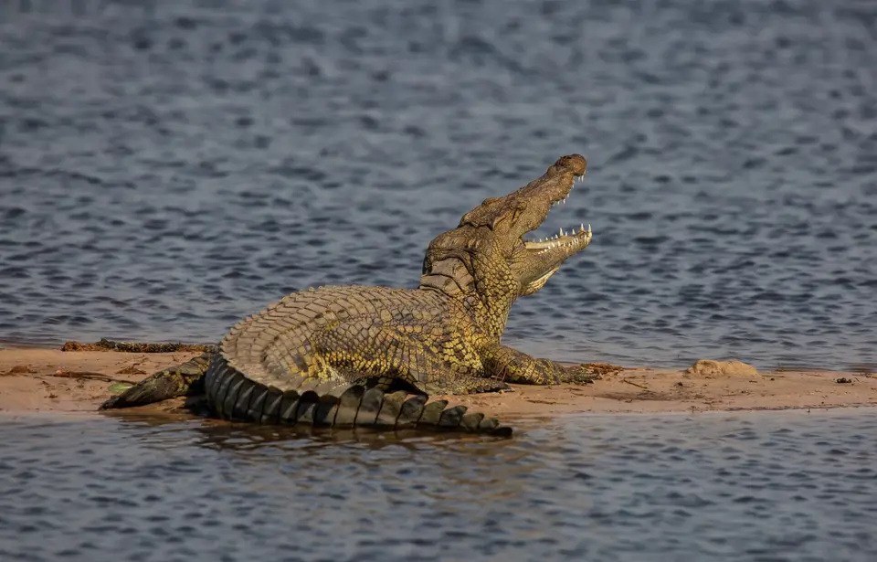 Botswana_Khwai_061.jpg