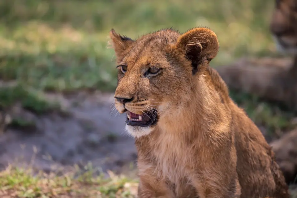 Botswana_Khwai_132.jpg