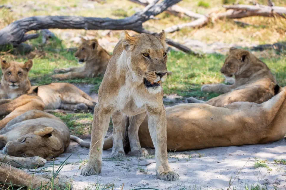 Botswana_Khwai_143.jpg