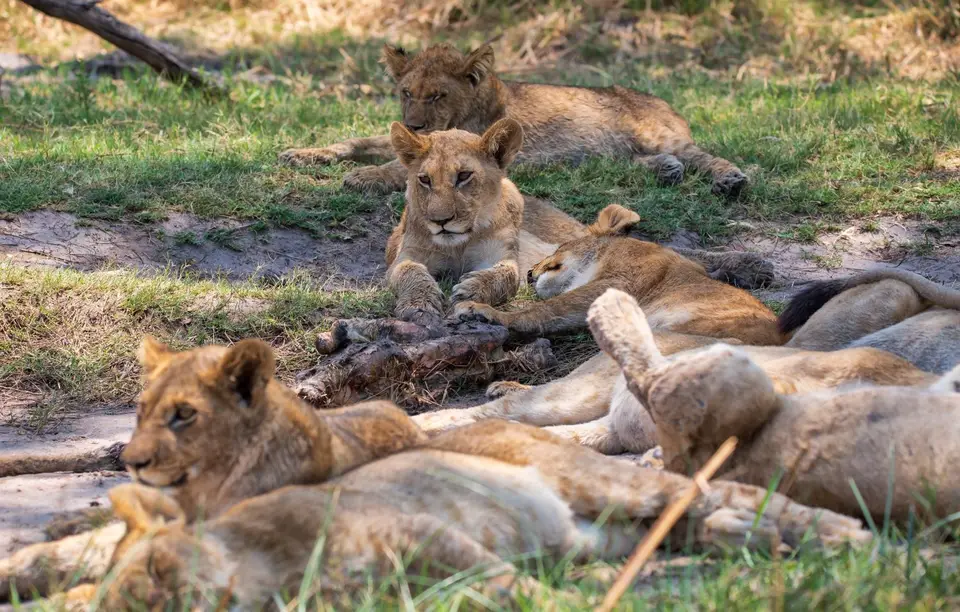 Botswana_Khwai_149.jpg