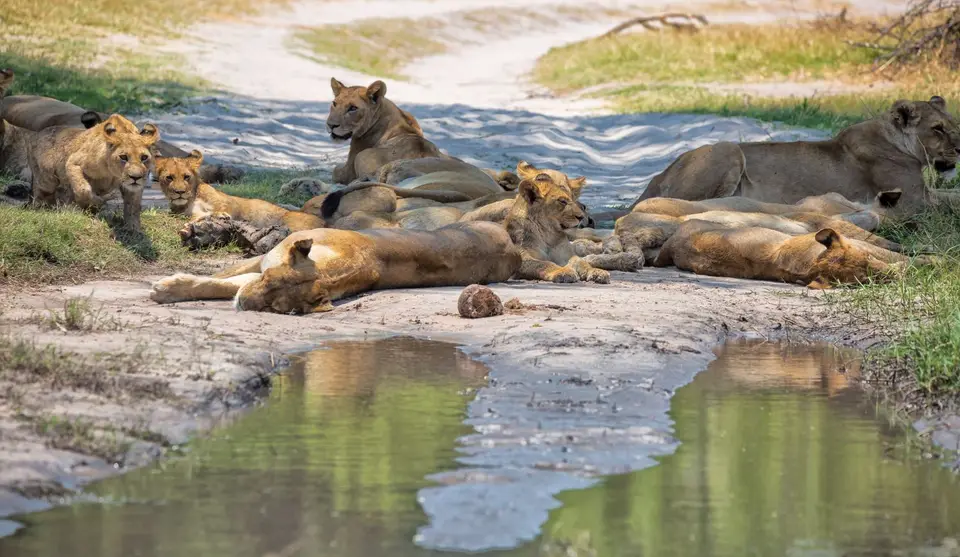 Botswana_Khwai_156.jpg