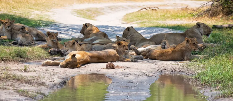 Botswana_Khwai_157.jpg
