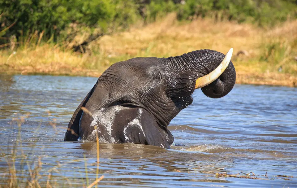 Botswana_Khwai_215.jpg