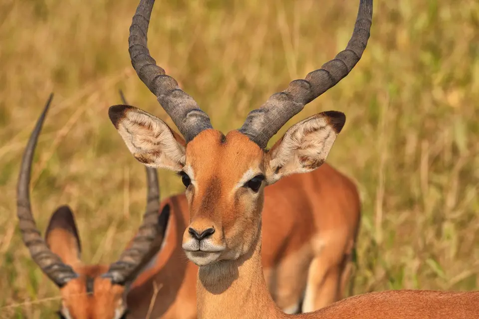 Botswana_Khwai_229.jpg