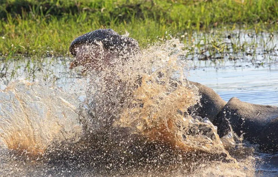 Botswana_Khwai_338.jpg