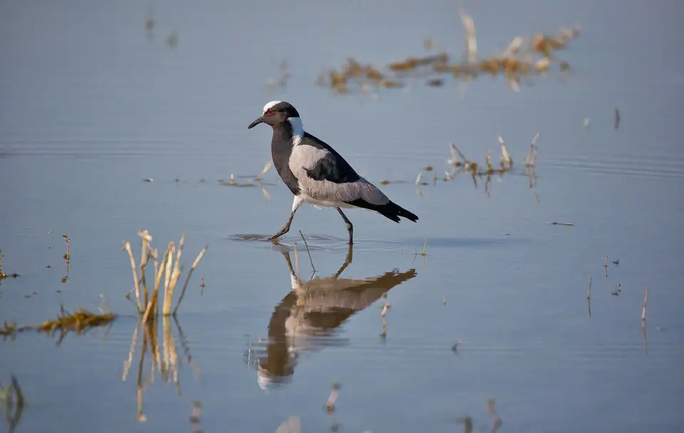 Botswana_Khwai_343.jpg