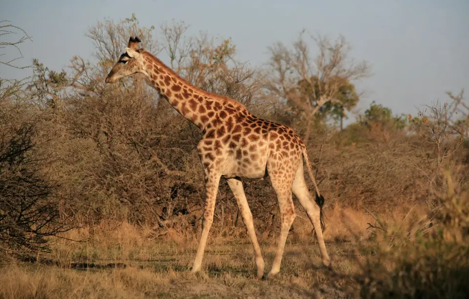 Botswana_Khwai_375.jpg