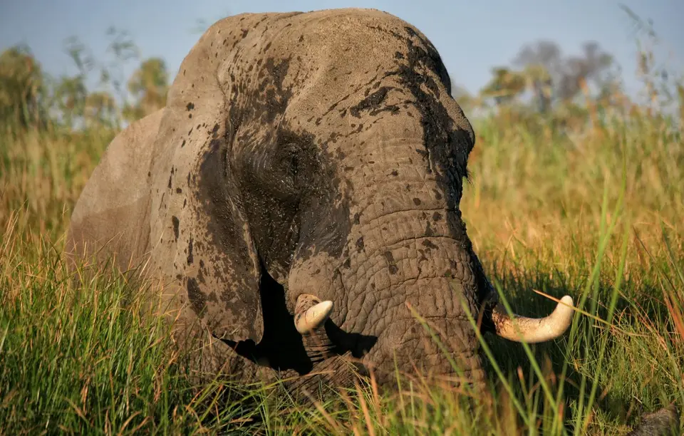 Botswana_Khwai_389.jpg
