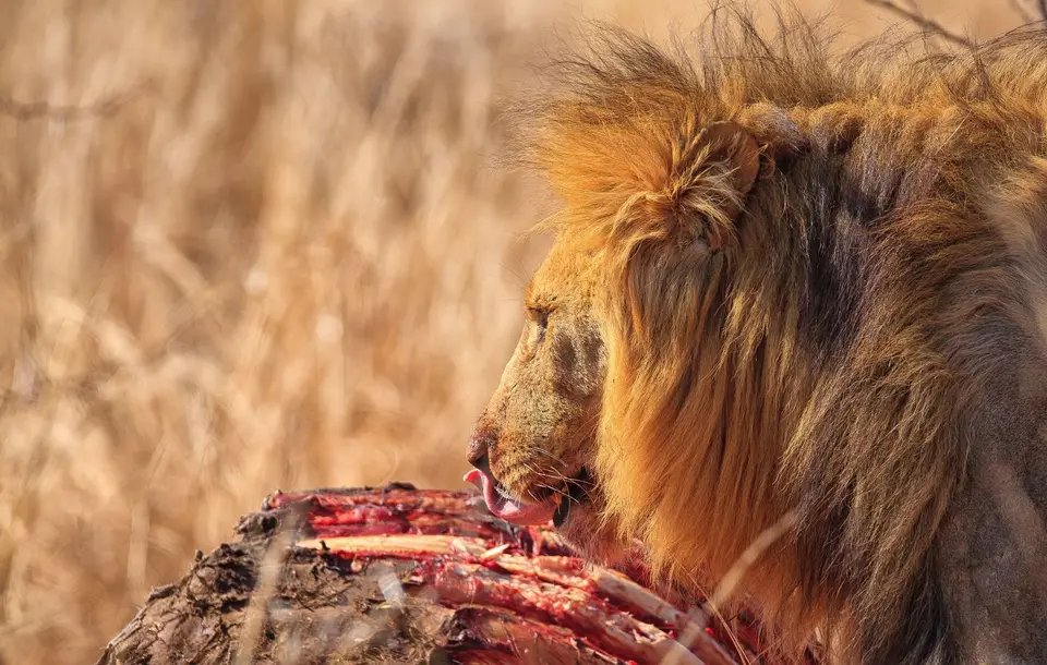Botswana_Moremi_065.jpg