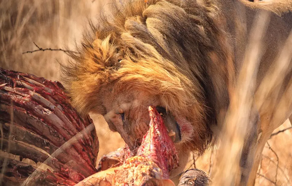 Botswana_Moremi_069.jpg