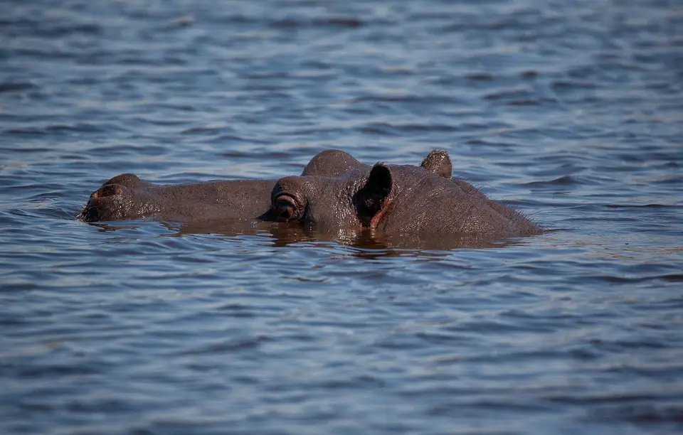 Botswana_Moremi_BlackPools_011.jpg