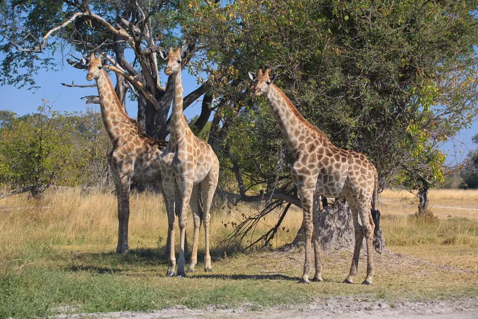 Botswana_Xakanaxa_024.jpg