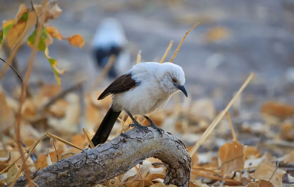 Botswana_Xakanaxa_026.jpg