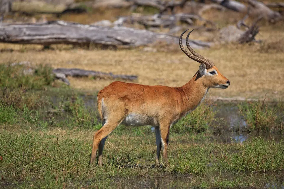Botswana_Xakanaxa_037.jpg