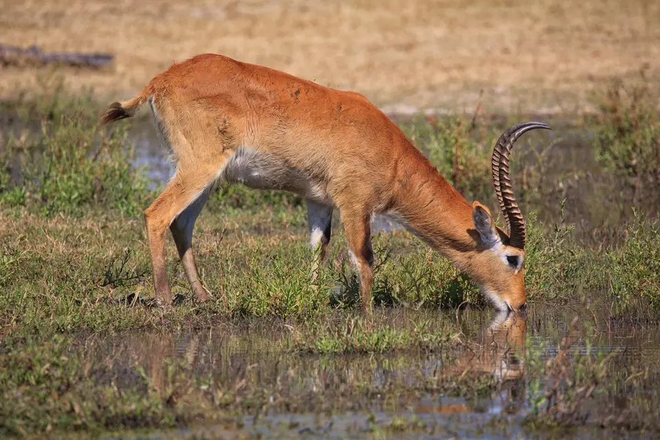 Botswana_Xakanaxa_038.jpg