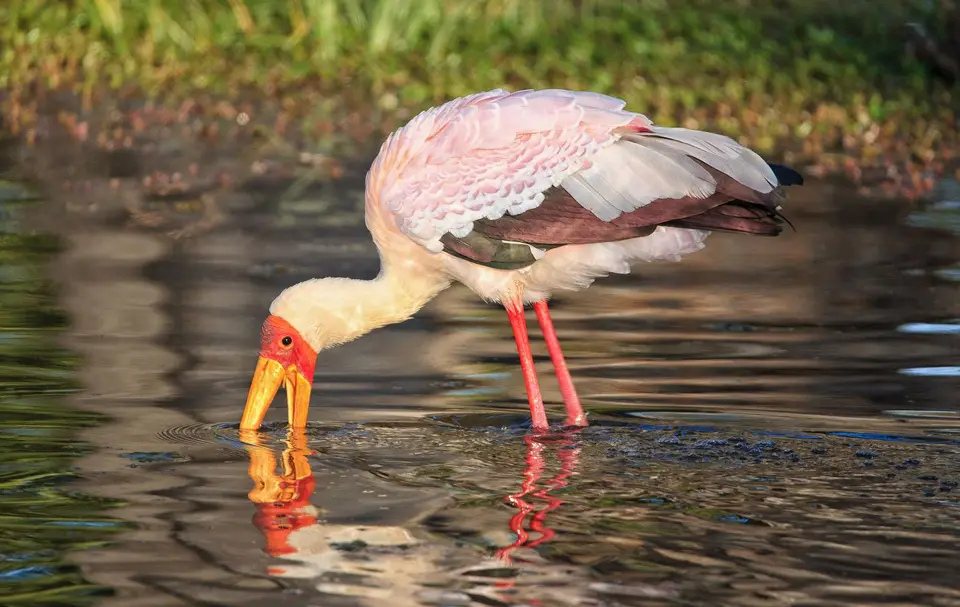 Botswana_Xakanaxa_064.jpg