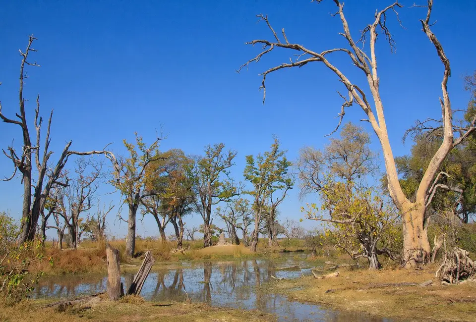 Botswana_Xakanaxa_067.jpg