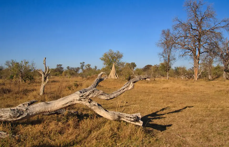 Botswana_Xakanaxa_072.jpg