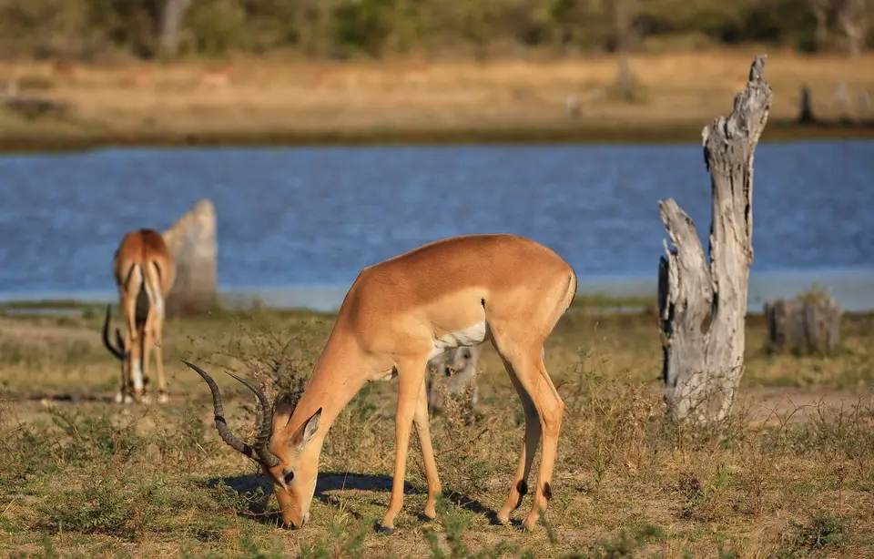 Botswana_Xakanaxa_075.jpg