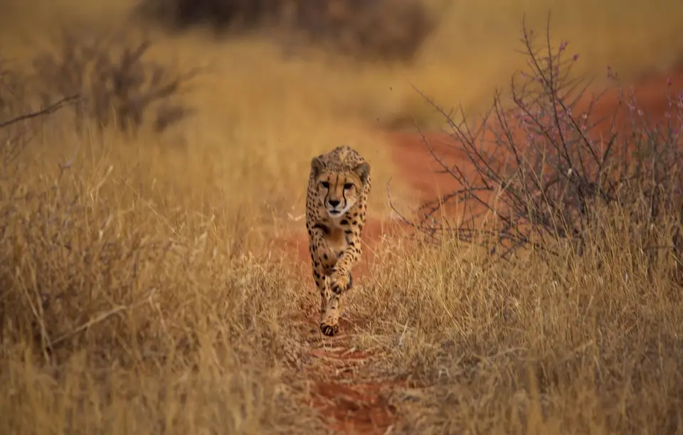 Namibia_Bagadelle_04.jpg