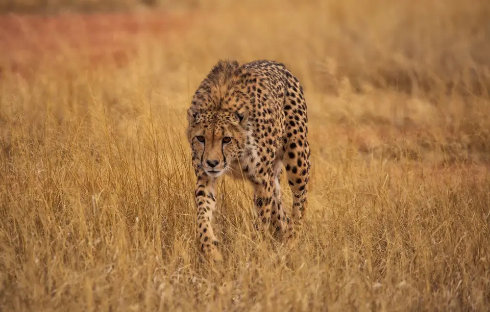Namibia_Bagadelle_15.jpg
