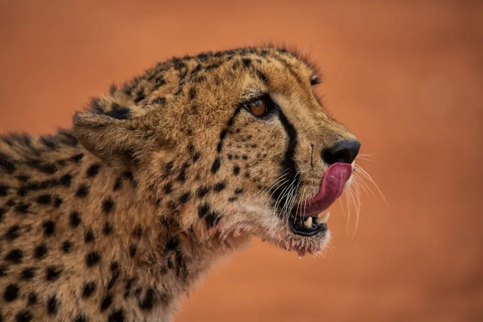 Namibia_Bagadelle_17.jpg